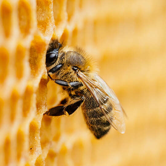 themenwelt biene kachel hoenigbiene 540x540